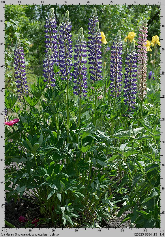Lupinus hybridus (łubin ogrodowy)