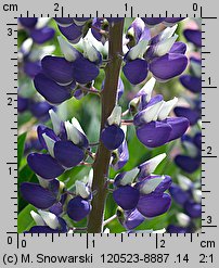 Lupinus hybridus (łubin ogrodowy)