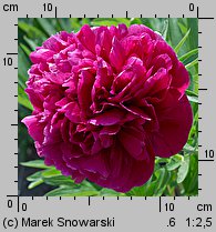 Paeonia lactiflora (piwonia chińska)