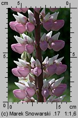 Lupinus hybridus (łubin ogrodowy)