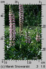 Lupinus hybridus (łubin ogrodowy)