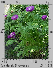 Centaurea dealbata (chaber białawy)