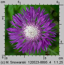 Centaurea dealbata (chaber białawy)