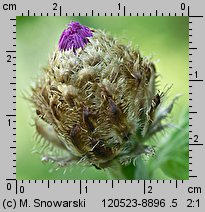 Centaurea dealbata (chaber białawy)