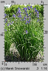 Iris sibirica (kosaciec syberyjski)