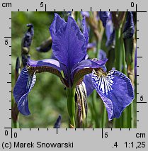 Iris sibirica (kosaciec syberyjski)