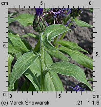 Centaurea montana (chaber górski)