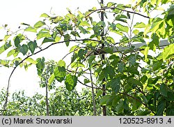 Actinidia arguta (aktinidia ostrolistna)