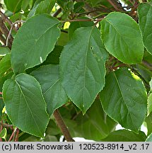 Actinidia arguta (aktinidia ostrolistna)