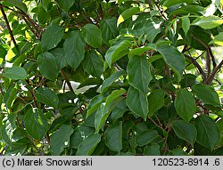 Actinidia arguta (aktinidia ostrolistna)