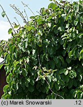 Actinidia arguta (aktinidia ostrolistna)