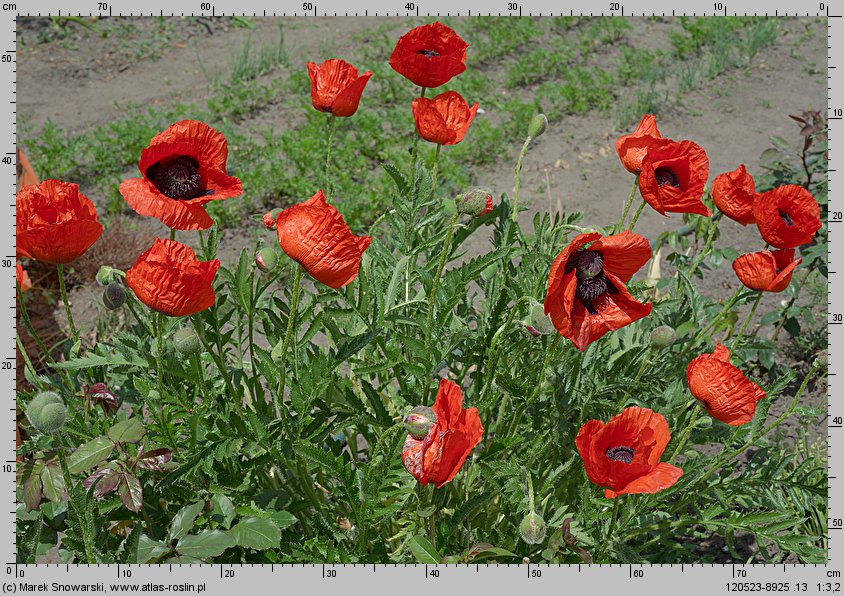 Papaver orientale (mak wschodni (ogr.))