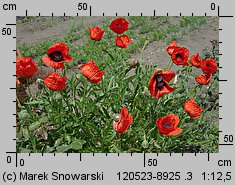 Papaver orientale (mak wschodni (ogr.))