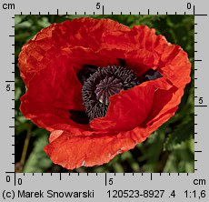 Papaver orientale (mak wschodni (ogr.))