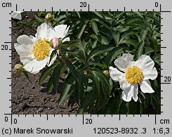 Paeonia lactiflora (piwonia chińska)