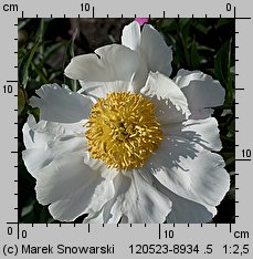 Paeonia lactiflora (piwonia chińska)