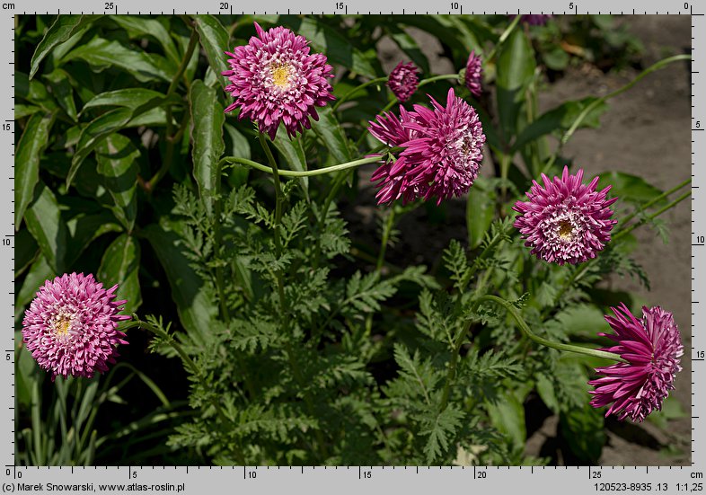 Tanacetum coccineum Super Duplex