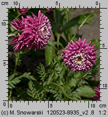 Tanacetum coccineum Super Duplex