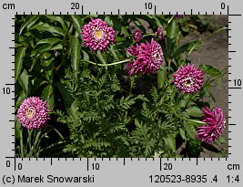 Tanacetum coccineum Super Duplex