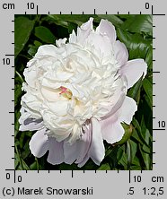 Paeonia lactiflora (piwonia chińska)