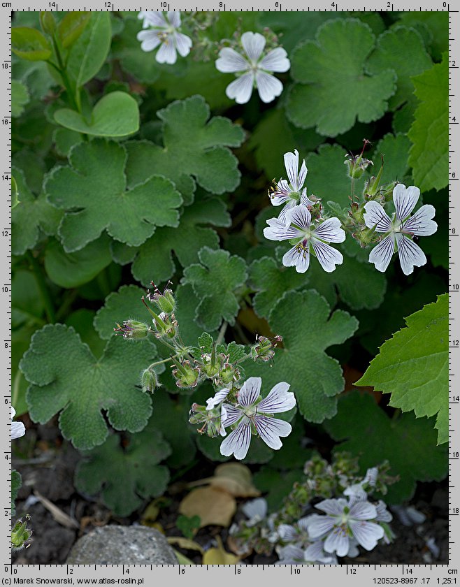 Geranium renardii (bodziszek Renarda)