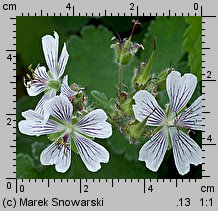 Geranium renardii (bodziszek Renarda)