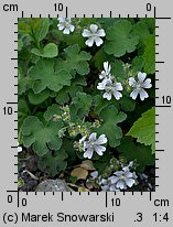 Geranium renardii (bodziszek Renarda)