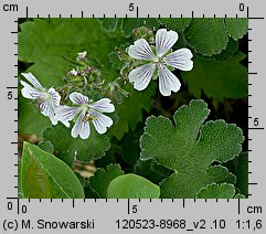 Geranium renardii (bodziszek Renarda)