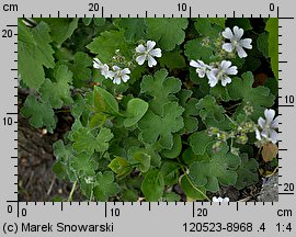 Geranium renardii (bodziszek Renarda)