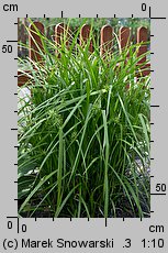 Carex grayi (turzyca Graya)