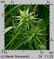 Carex grayi (turzyca Graya)