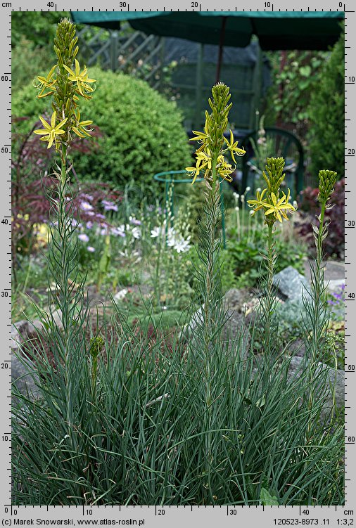 Asphodeline lutea (złotnica żółta)