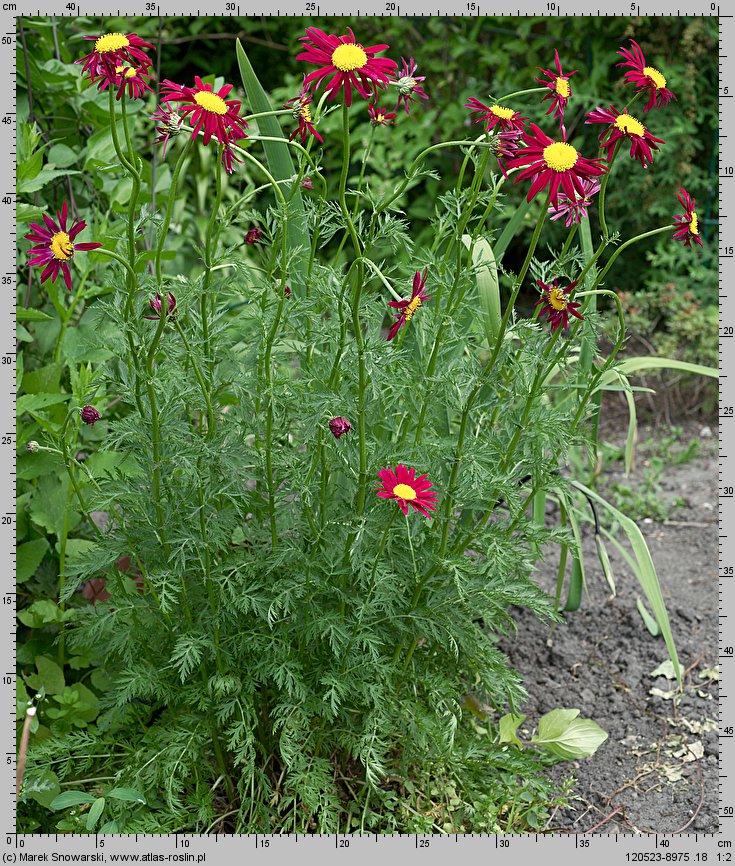 Tanacetum coccineum (wrotycz różowy)