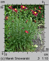 Tanacetum coccineum (wrotycz różowy)