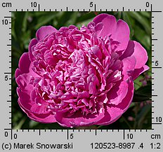 Paeonia lactiflora (piwonia chińska)