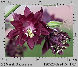 Aquilegia ×hybrida Ruby Port