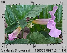 Incarvillea delavayi (inkarwilla Delavaya)