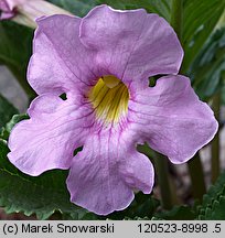 Incarvillea delavayi (inkarwilla Delavaya)