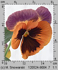 Viola ×wittrockiana (fiołek ogrodowy)