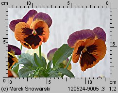 Viola ×wittrockiana (fiołek ogrodowy)