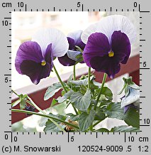 Viola ×wittrockiana (fiołek ogrodowy)