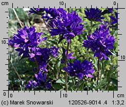 Campanula glomerata (dzwonek skupiony)