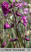 Viscaria vulgaris (smółka pospolita)