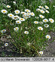 Leucanthemum vulgare agg. (jastrun właściwy agg.)