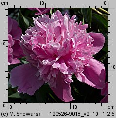 Paeonia lactiflora (piwonia chińska)