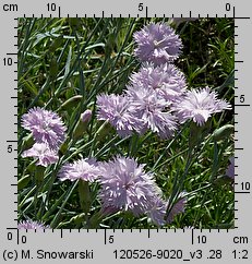 Dianthus plumarius (goździk postrzępiony)