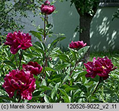 Paeonia lactiflora (piwonia chińska)