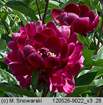 Paeonia lactiflora (piwonia chińska)