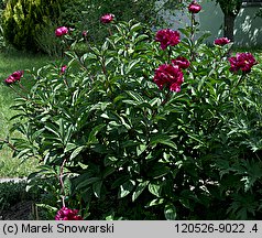 Paeonia lactiflora (piwonia chińska)