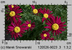 Tanacetum coccineum (wrotycz różowy)